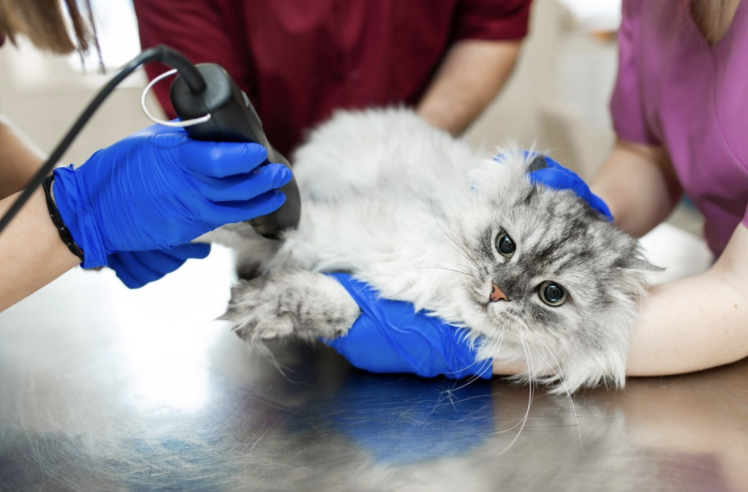 Barbering av katt