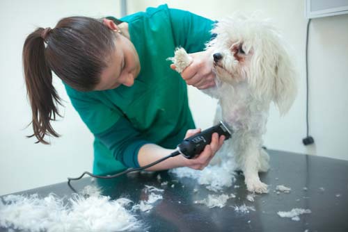 Dog Grooming
