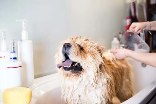 Dog Bathing