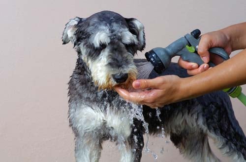 Dog Bathing